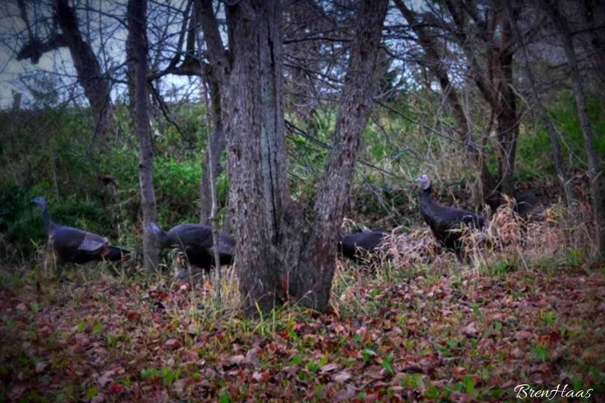 In my woods .. wild turkey