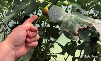 Chicago Hardy Fig Tree
