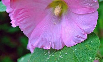 My Pink Hollyhock Grown From Seed