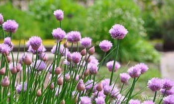 Spring Blooms from Chive Plants