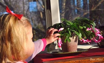 My Niece Loves The Pink Blooms In Winter