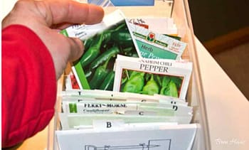 anaheim peppers are easy to grow from seed