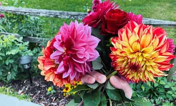 Handful of Dahlias and Roses After Frost