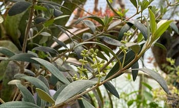 hundreds of Olives Forming