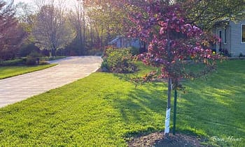 candymint crabapple tree along driveway in spring
