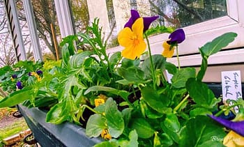 Edible Window Boxes 2021