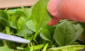 remove harvest to allow new growth