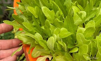 Oakleaf Lettuce in Dome Greenhouse