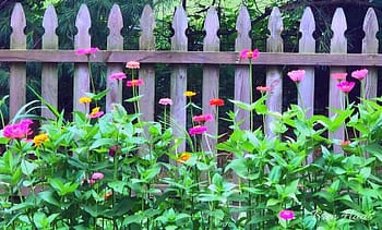 zinnias in fence space
