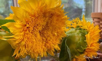 Golden Sunking Sunflower Review