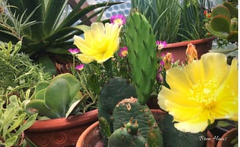 Prickly Pear Cactus Blooming