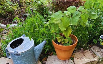 Herb Growing in Container