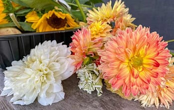 Starting Dahlia Plants in Containers