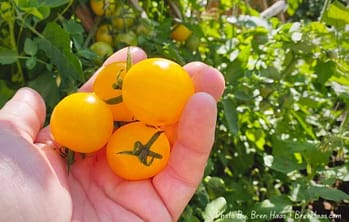 Gold Tomato Pickings