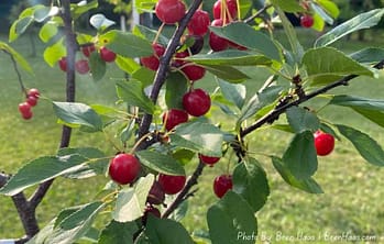 Sweet Cherry Pie Tree