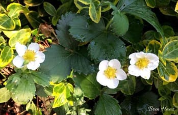 strawberry blooms