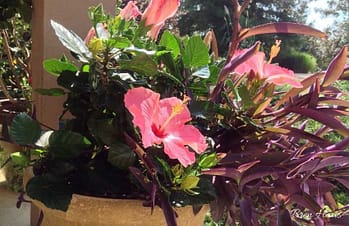 tropical in container on porch