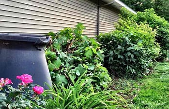 new rain barrel to save water for garden