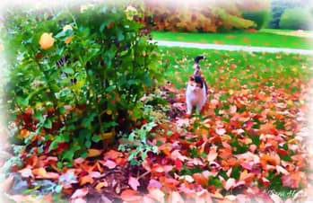 Betty Kitty in the Leaves