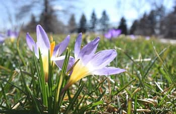 Crocus in the lawn