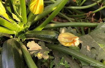 zucchini read to harvest