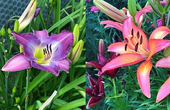 daylily vs lily