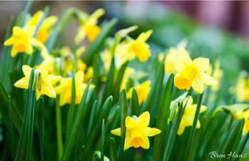 Daffodil Feild