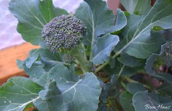 growing broccoli in the garden dome
