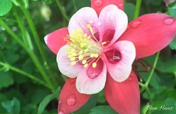 Pink Single Bloom of Columbine Spring