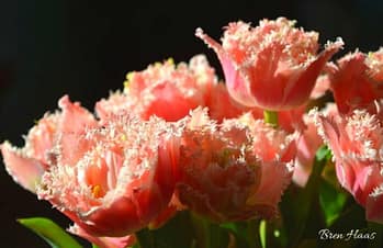queensland tulips