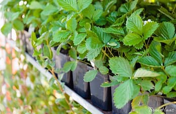 strawberries watered at roots