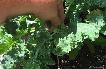 Fresh Kale From Garden