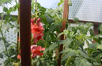 flowers and tomatoes growing in the June dome