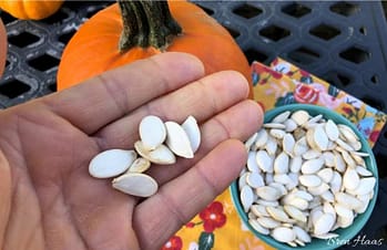 Handful of Pumpkin Seeds