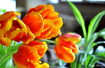 costco tulips indoors