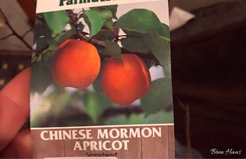 Chinese Mormon Apricot Tree Tag