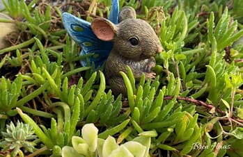 Mouse in Succulents