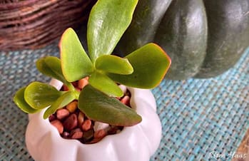 jade in ceramic pumpkin planter