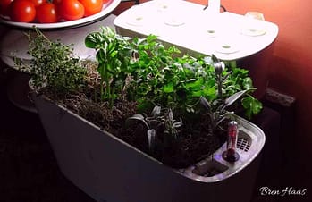 grocery store bought herbs