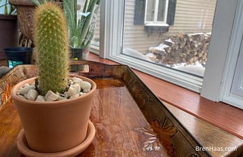 Cactus in the Winter Window