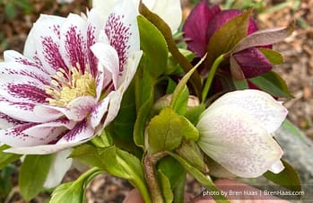 Spring Hellebore Blooms