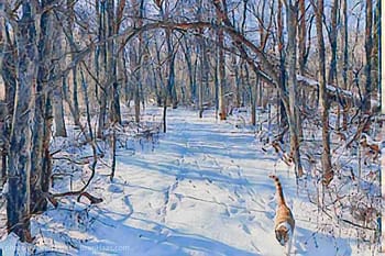 Buddy walking The Snow Trail