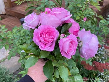 violet pride rose shrub