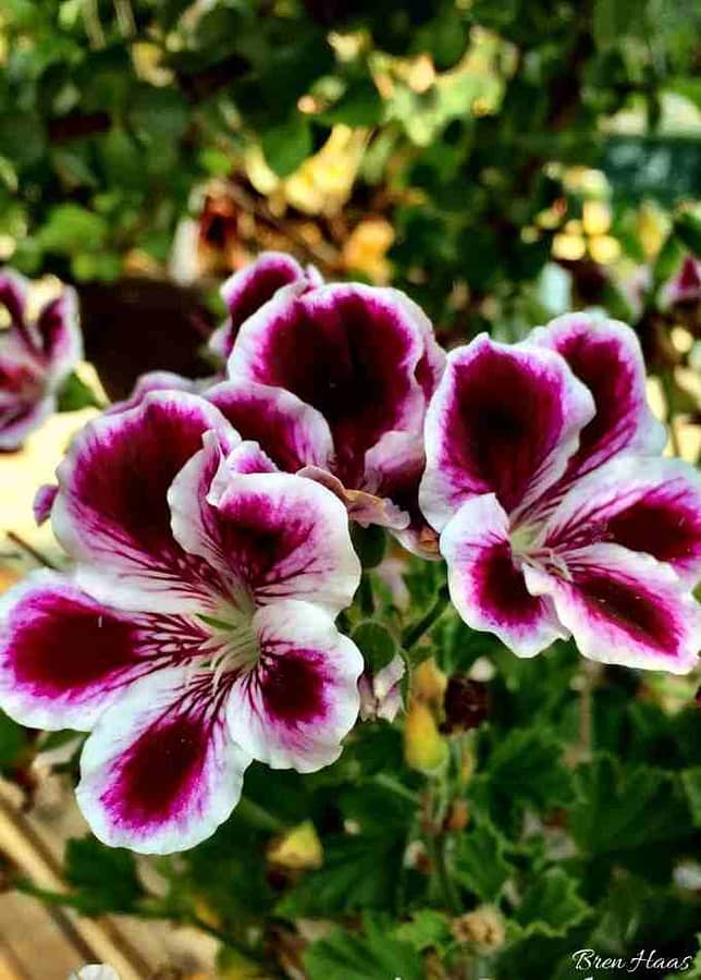 Beautiful Blooms of Scented Geranium