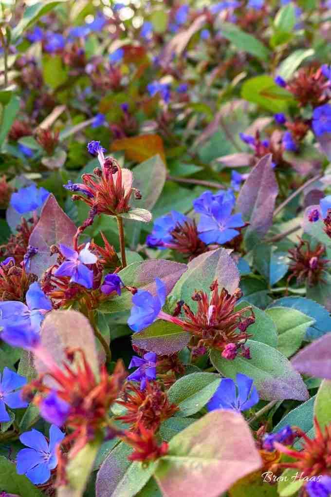 Upclose Image of the Plumbago in Autumn