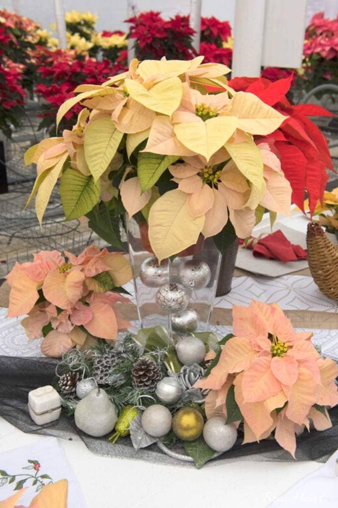 fall poinsettia plants on table display