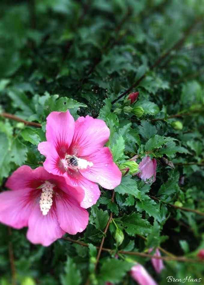 bees love the pollen of my rose of sharon