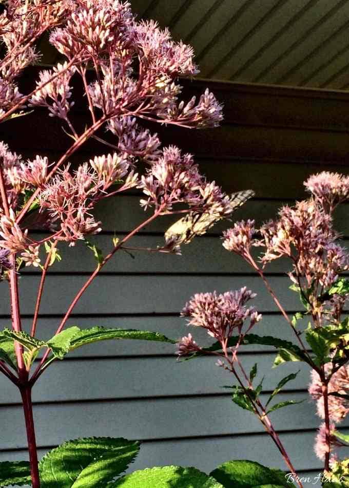 Joe Pye Weed Loved By Pollinators