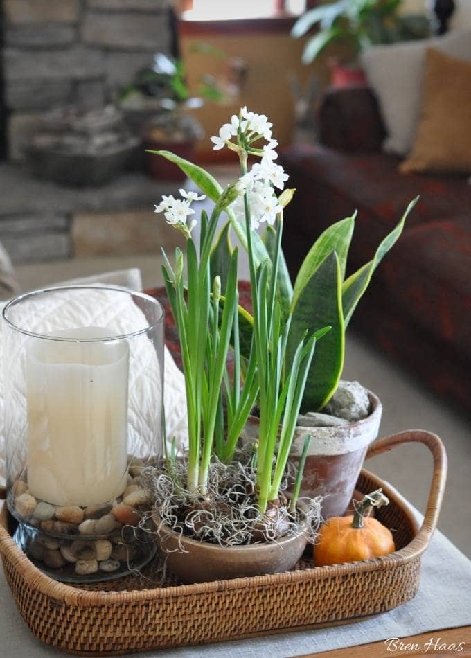 living room decor with forced bulbs