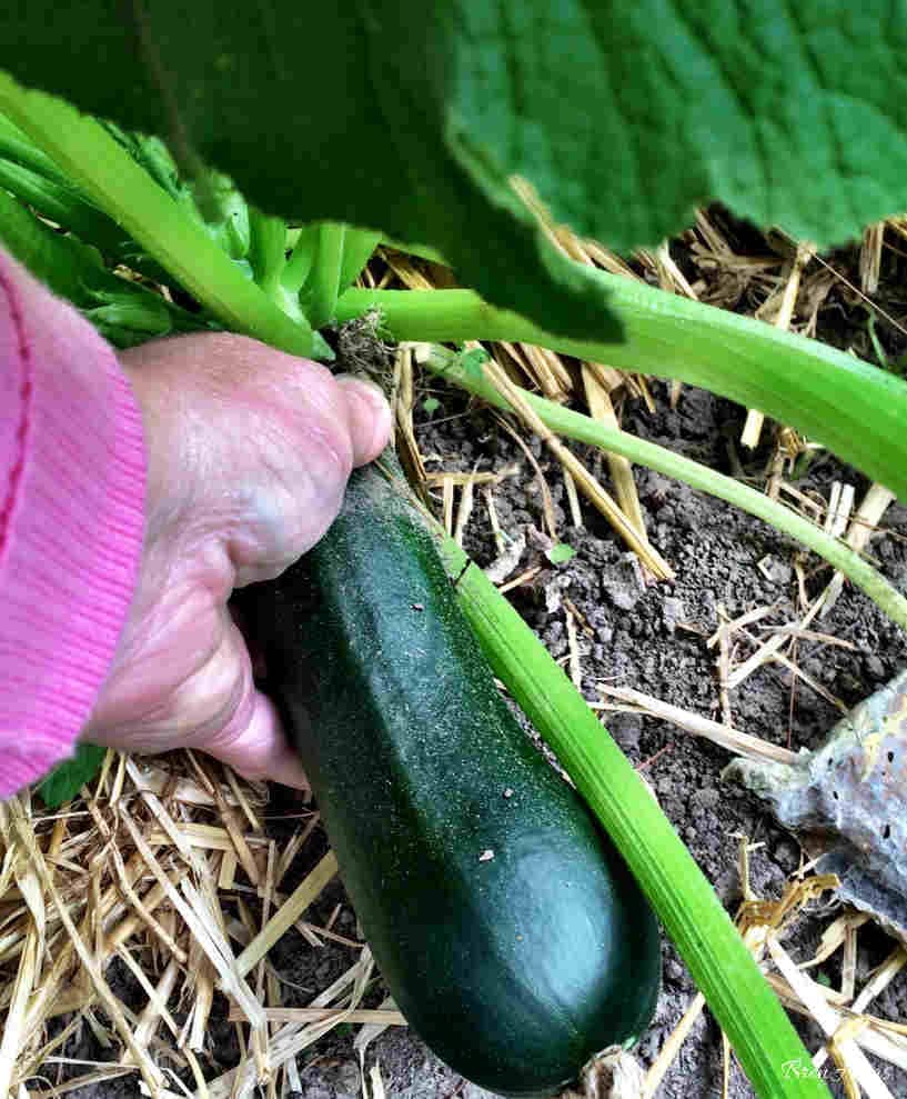 summer squash out in the garden